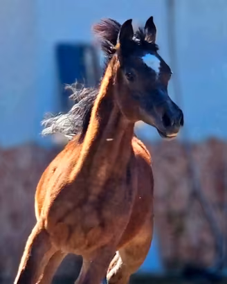 Puledro Arabo Purosangue 