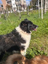 Tea - incrocio Border Collie