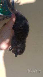 Dolcissimo gattini