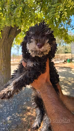 Lagotto romagnolo