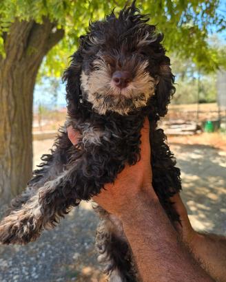 Lagotto romagnolo