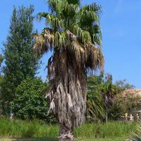 Palme Washingtonia Robusta altezza 20mt