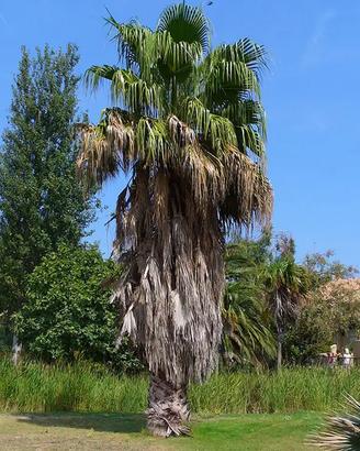 Palme Washingtonia Robusta altezza 20mt
