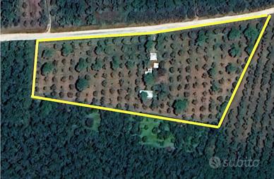 Terreno con castagni e nocciole a Vignanello