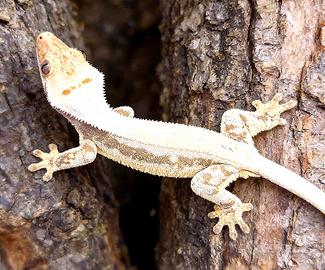 Geco Ciliatus femmina GRAVIDA