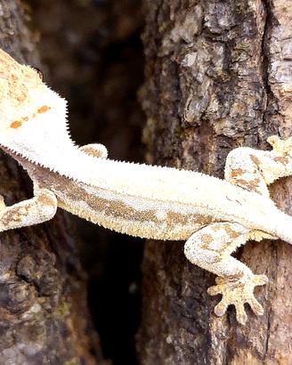Geco Ciliatus femmina GRAVIDA