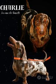 Bassotto arlecchino cioccolato per monta