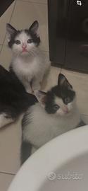 Mici