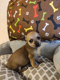 Femminucce Chihuahua mini Toy