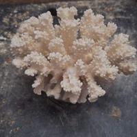 Corallo Bianco Naturale da collezione