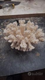Corallo Bianco Naturale da collezione