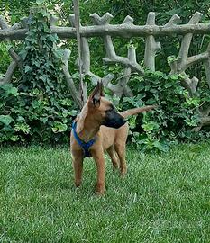 Cucciol pastore Belga Malinois