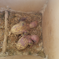 Pulli di inseparabili