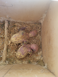 Pulli di inseparabili