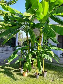 PIANTE DI BANANO