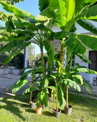 PIANTE DI BANANO