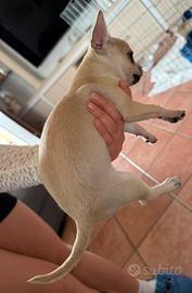 Cuccioli di Chihuahua Maschi