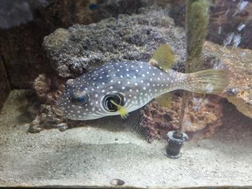 Pesce palla maculato bianco ( Arorhron hispidus)