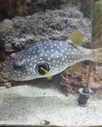 Pesce palla maculato bianco ( Arorhron hispidus)