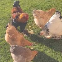 Gallo Brahma e galline Brahma