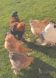 Gallo Brahma e galline Brahma