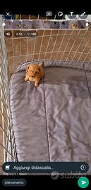 Maltipoo red mini toy