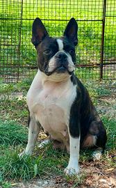 Boston Terrier adozione