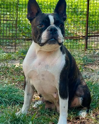 Boston Terrier adozione