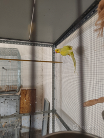 Parrocchetto dal collare