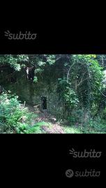 Rustici sesta godano