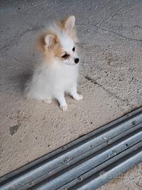 Spitz tedesco toi