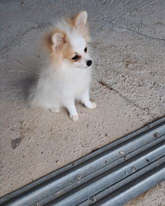 Spitz tedesco toi