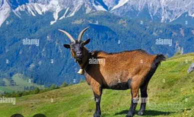 Becco,caprone