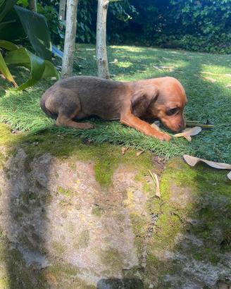 Maschietto di bassotto kaninken