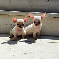Cuccioli chihuahua