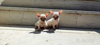 Cuccioli chihuahua