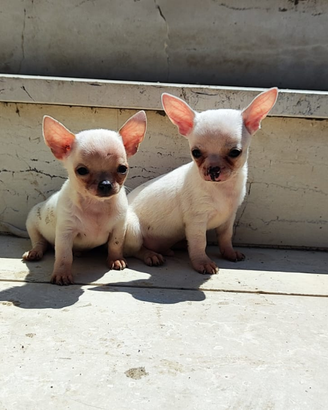 Cuccioli chihuahua