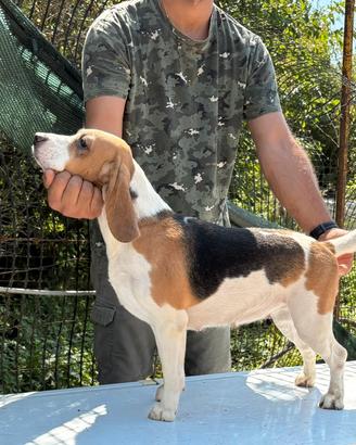 Beagle