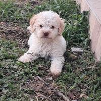 Cuccioli di lagotto romagnolo con pedigree