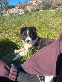 Cucciolo border collie