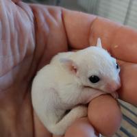 Petauro leucistico allevato a mano