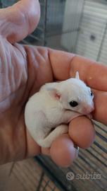 Petauro leucistico allevato a mano