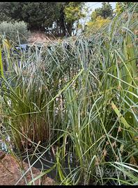 Pianta acquatica papiro