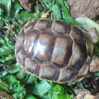 Tartarugh baby sarde marginate