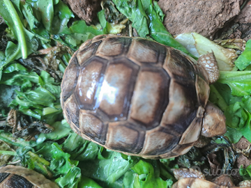 Tartarugh baby sarde marginate