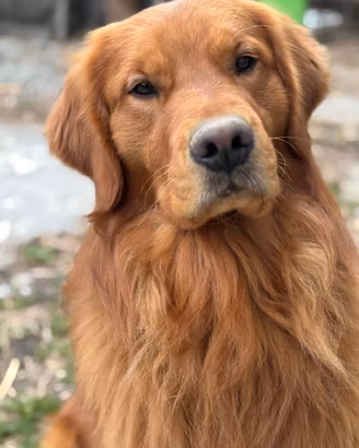 Golden Retriever Americano