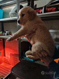 Golden retriever con pedigree