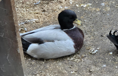 Callduck anatra mignon