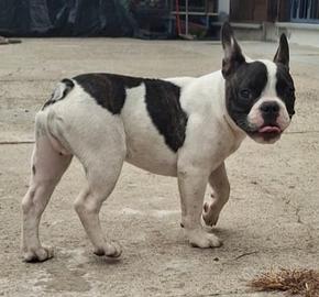 Bulldog francese