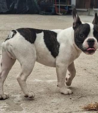 Bulldog francese